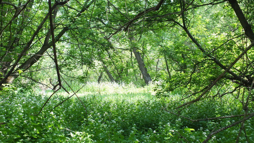 Shady Glen - Second Marsh - Oshawa - Ontario