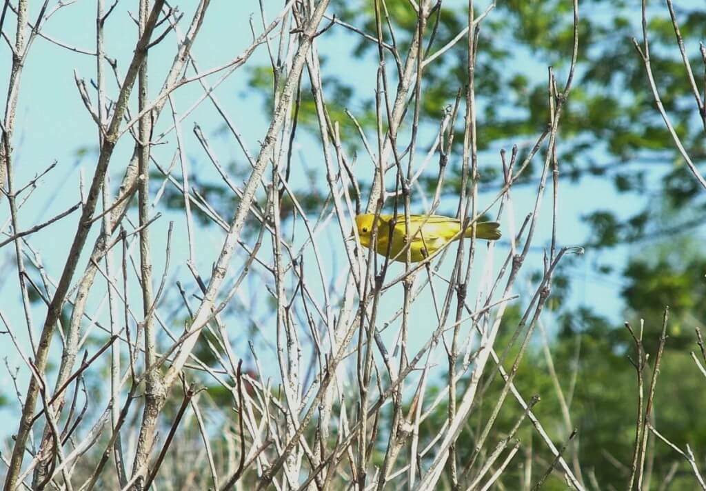 Yellow Warber, female - Second Marsh - Oshawa - Ontario