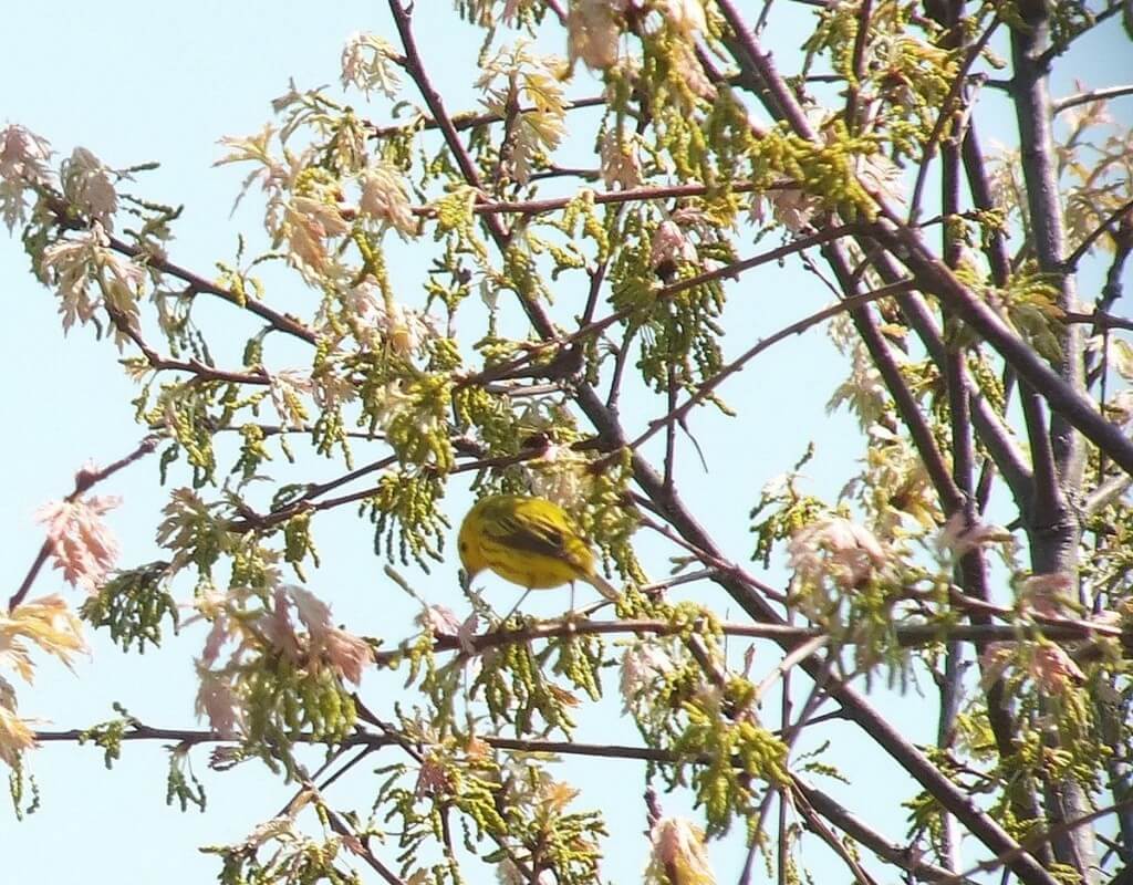 Yellow Warbler, male, in a tree - Second Marsh - Oshawa - Ontario