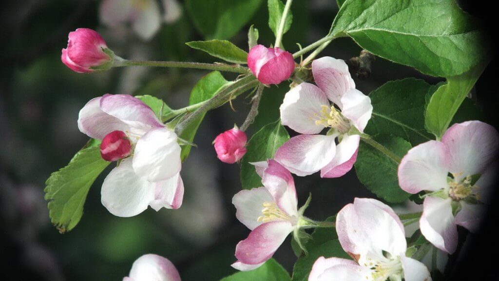 apple blossoms - springtime - toronto - ontario