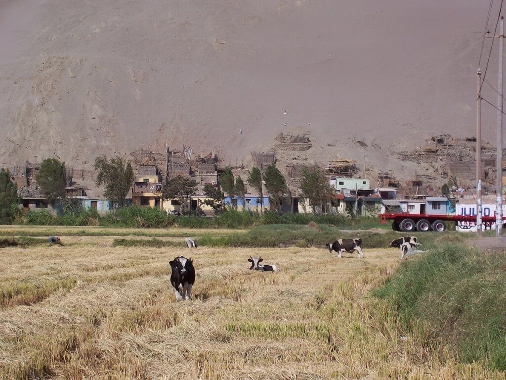 cows in farm fields near camana - peru