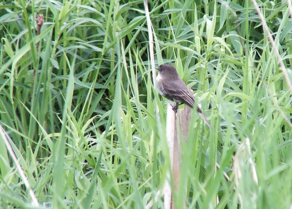 eastern phoebe - green river - whitevale - ontario