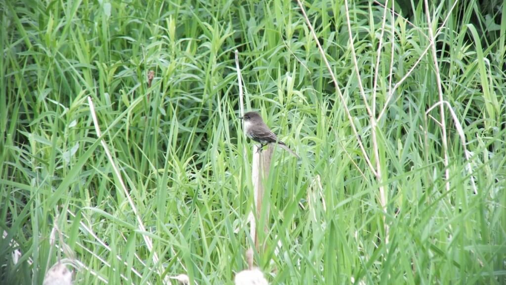 eastern phoebe - --- green river - whitevale - ontario
