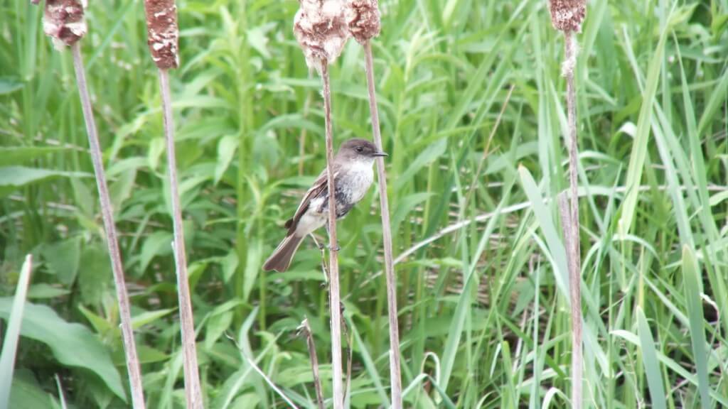 eastern phoebe - on a bullrush stem - whitevale - ontario
