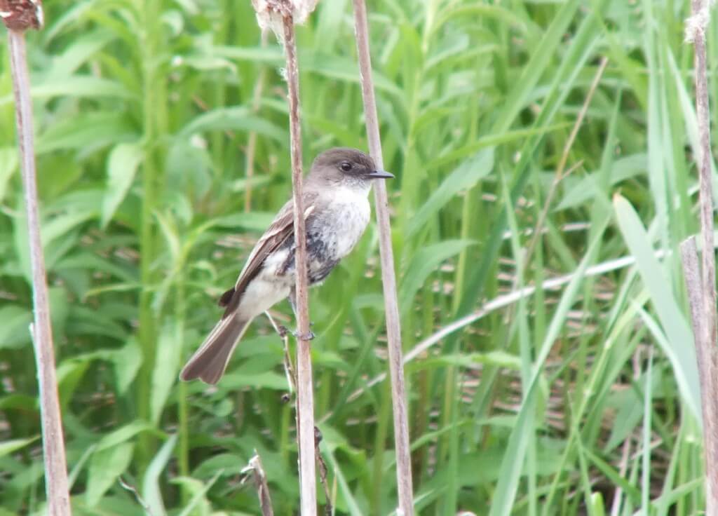 eastern phoebe - on bullrush stem - whitevale - ontario
