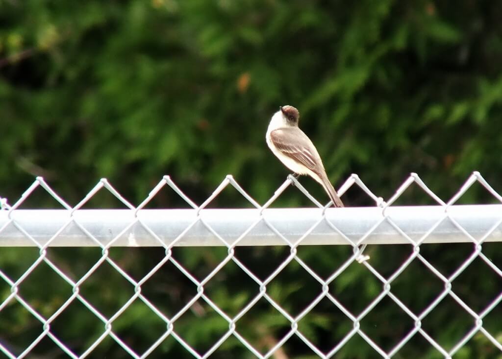 eastern phoebe - on fence - green river - whitevale - ontario