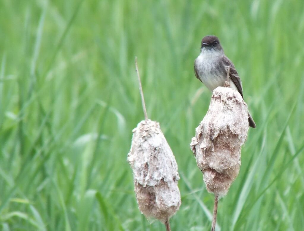 eastern phoebe - sits atop bullrush - green river - whitevale - ontario