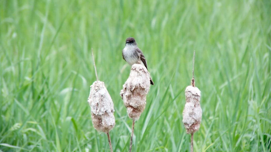 eastern phoebe - sits on bullrush - green river - whitevale - ontario