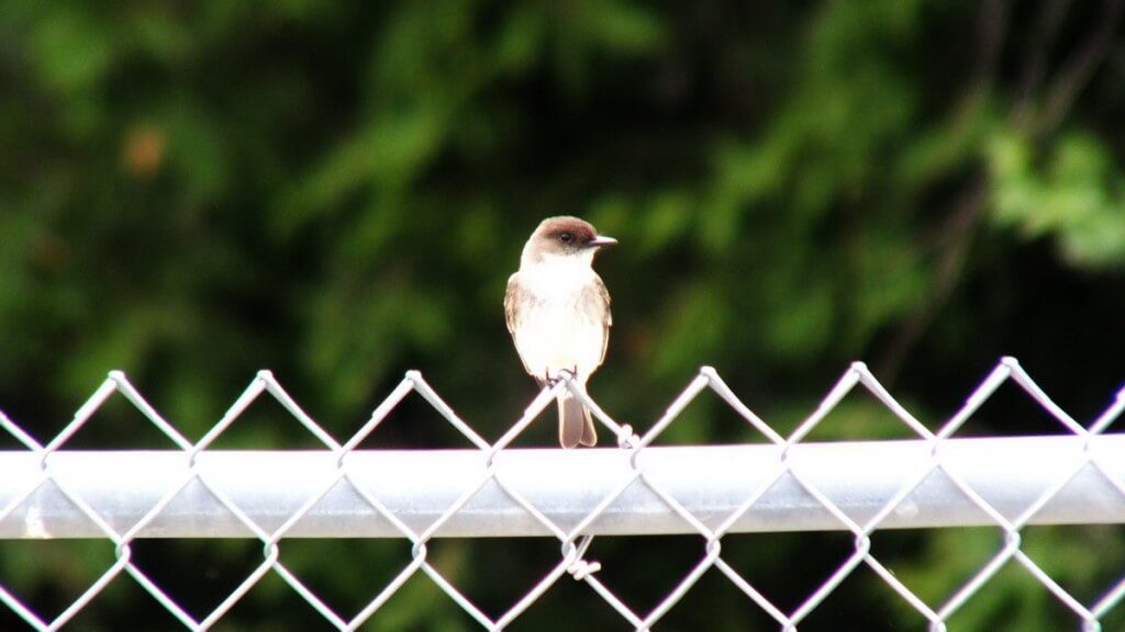 eastern phoebe - sits on fence - green river - whitevale - ontario