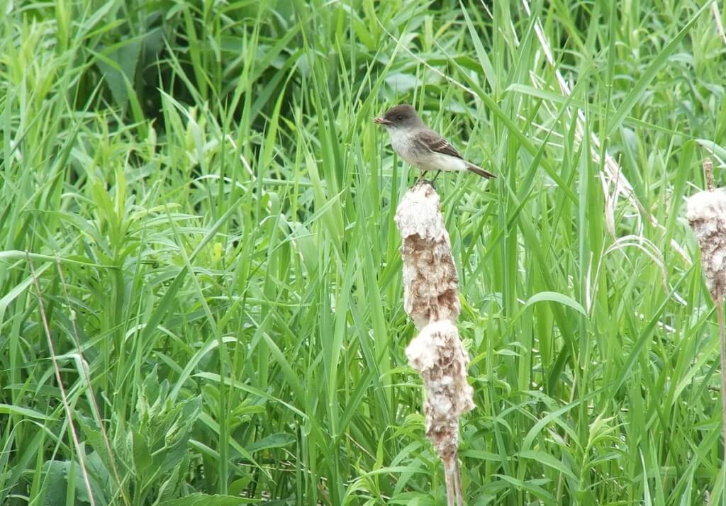 eastern phoebe - stands atop bullrush - green river - whitevale - ontario