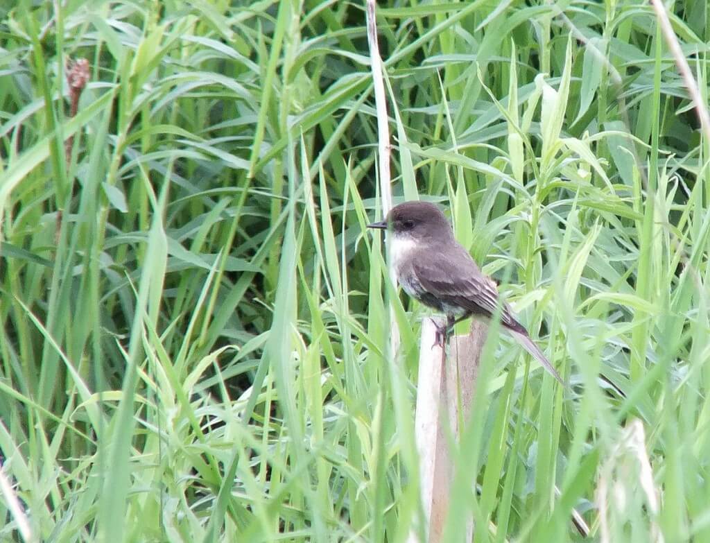 eastern phoebe - stands atop wooden stake - whitevale - ontario