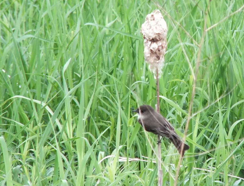 eastern phoebe - view of back - whitevale - ontario