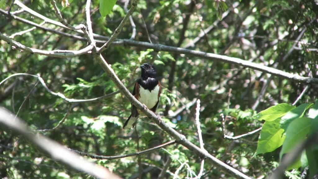 eastern towhee sits on branch - trans canada trail - forks of the credit - caledon - ontario