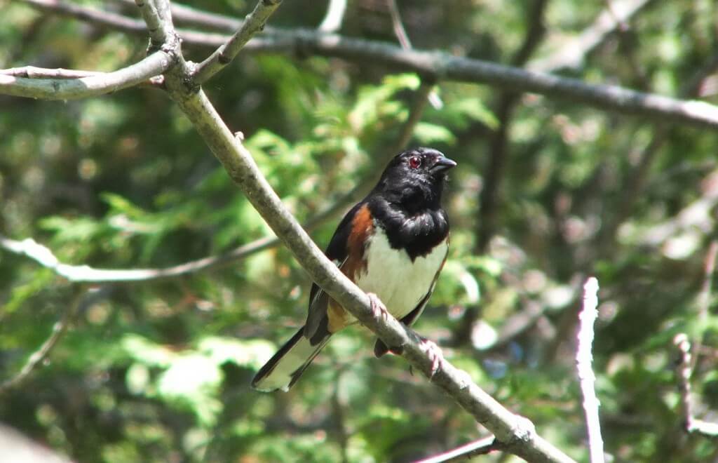 eastern towhee stares ahead - trans canada trail - forks of the credit - caledon - ontario