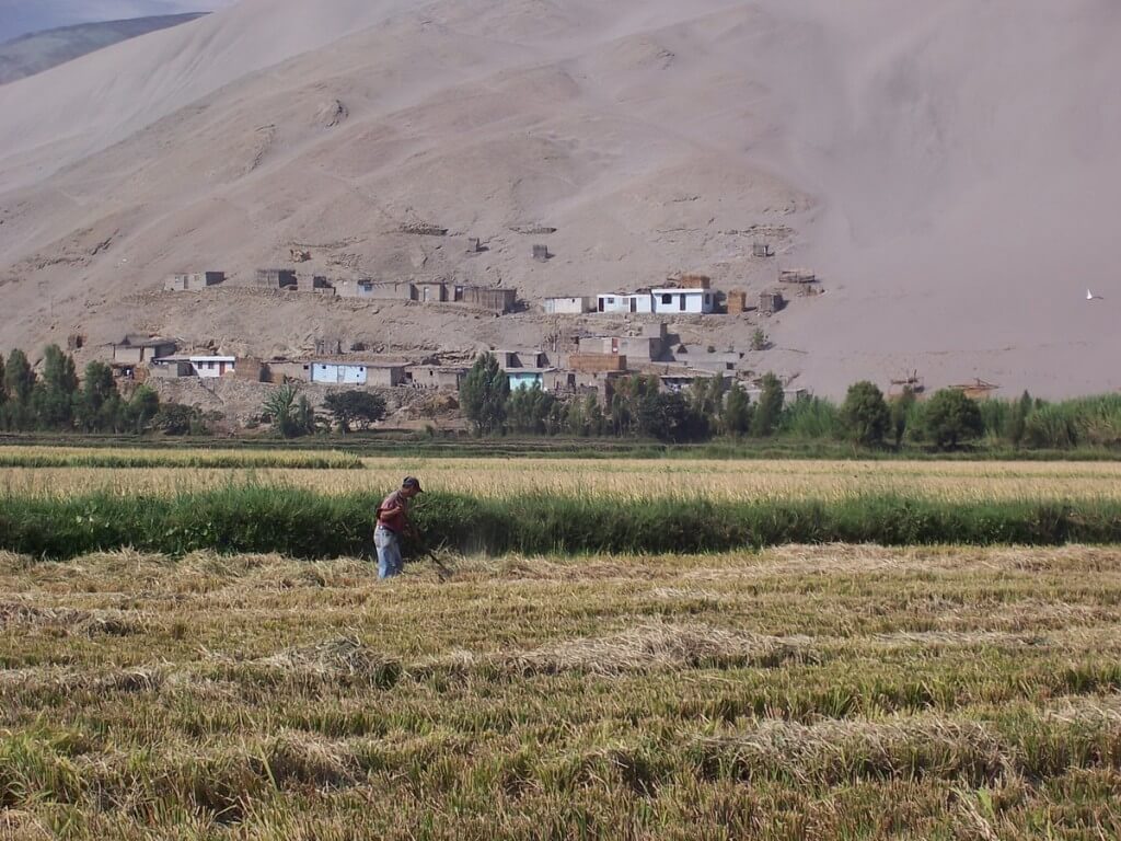 farmer works field near camana - peru