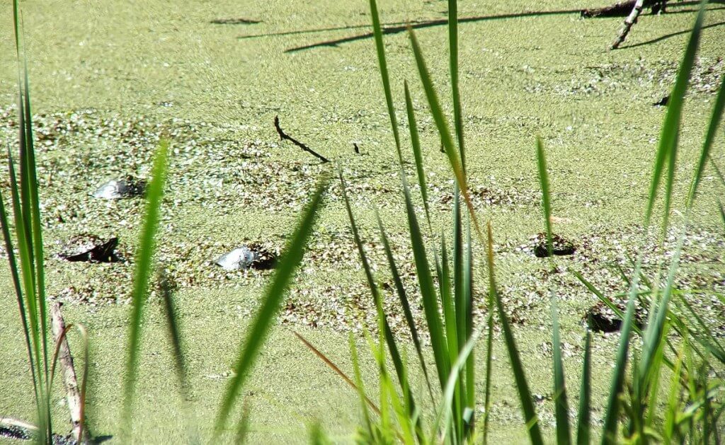 five painted turtles - in pond near forks of the credit - ontario