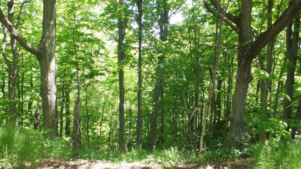 forest at forks of the credit provincial park - caledon - ontario