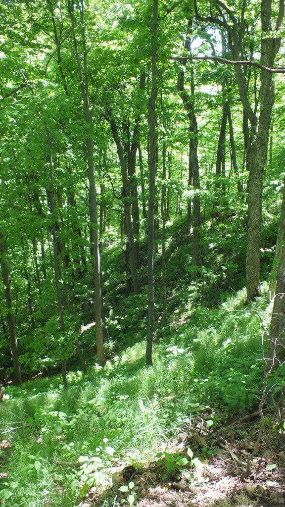 forest of trees - forks of the credit provincial park - caledon - ontario