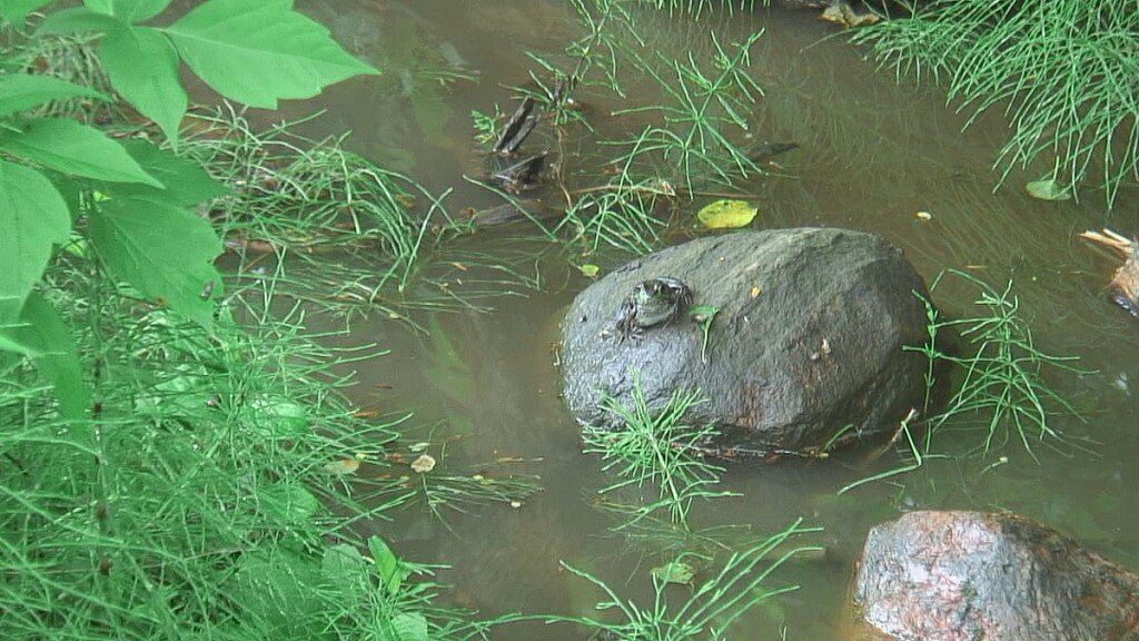 green frog, green river, whitevale, ontario