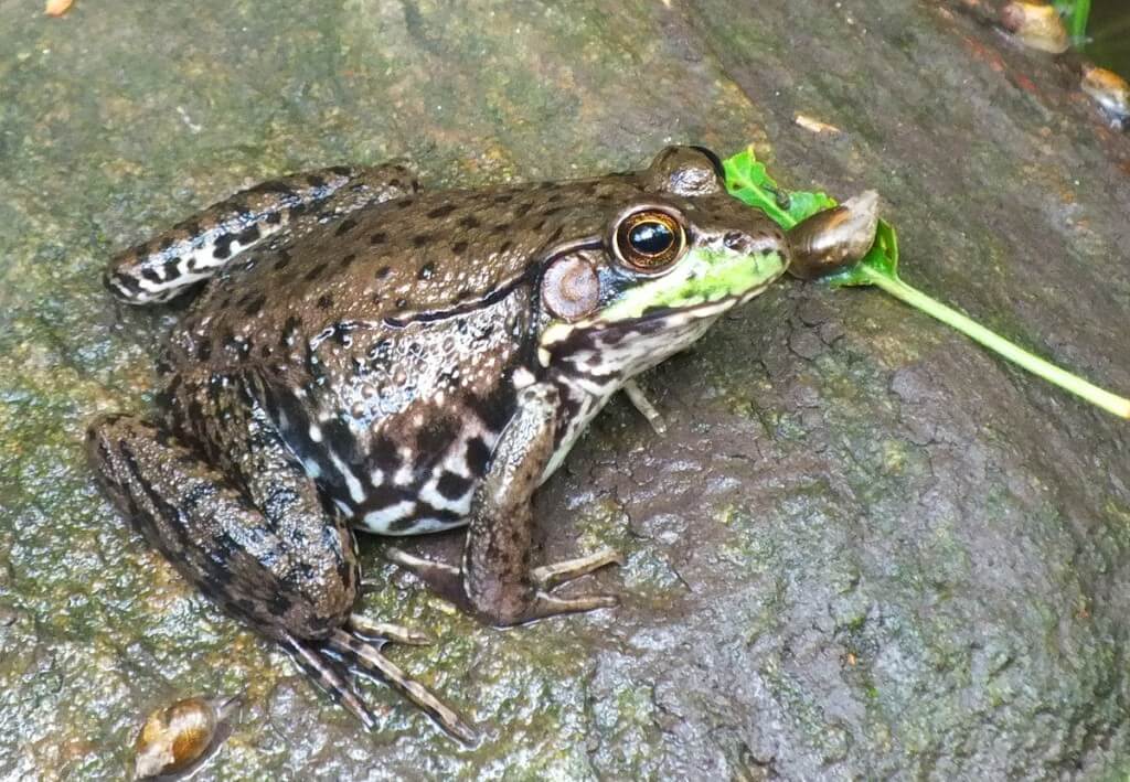 green frog, green river, whitevale, ontario