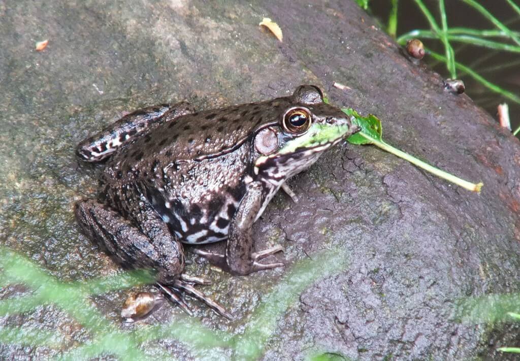 green frog, seaton trail, green river, whitevale, ontario