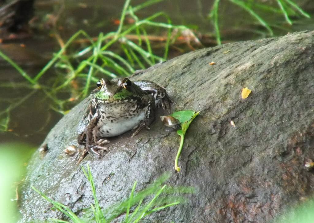 green frog, green river, whitevale, ontario