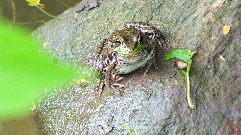 green frog, green river, whitevale, ontario
