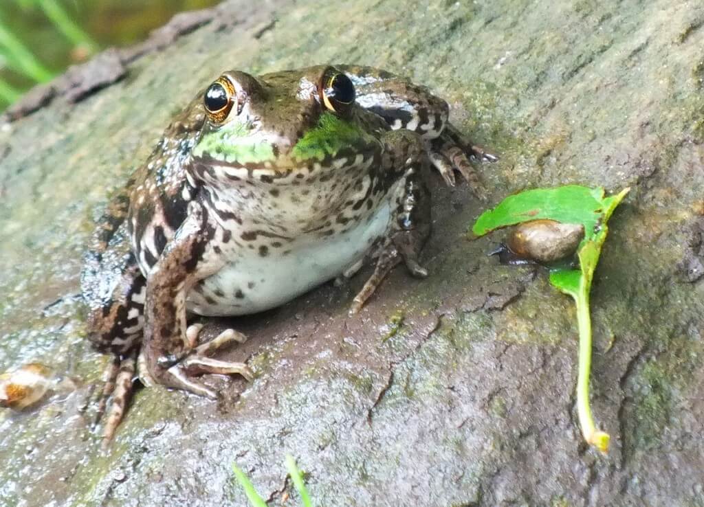 green frog. seaton trail. green river. whitevale, ontario