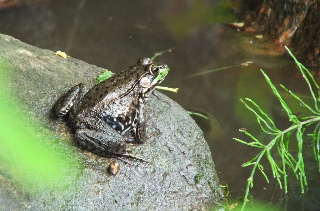 green frog, green river, whitevale, ontario