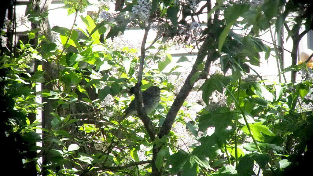 gray-cheeked thrush, toronto, ontario, canada