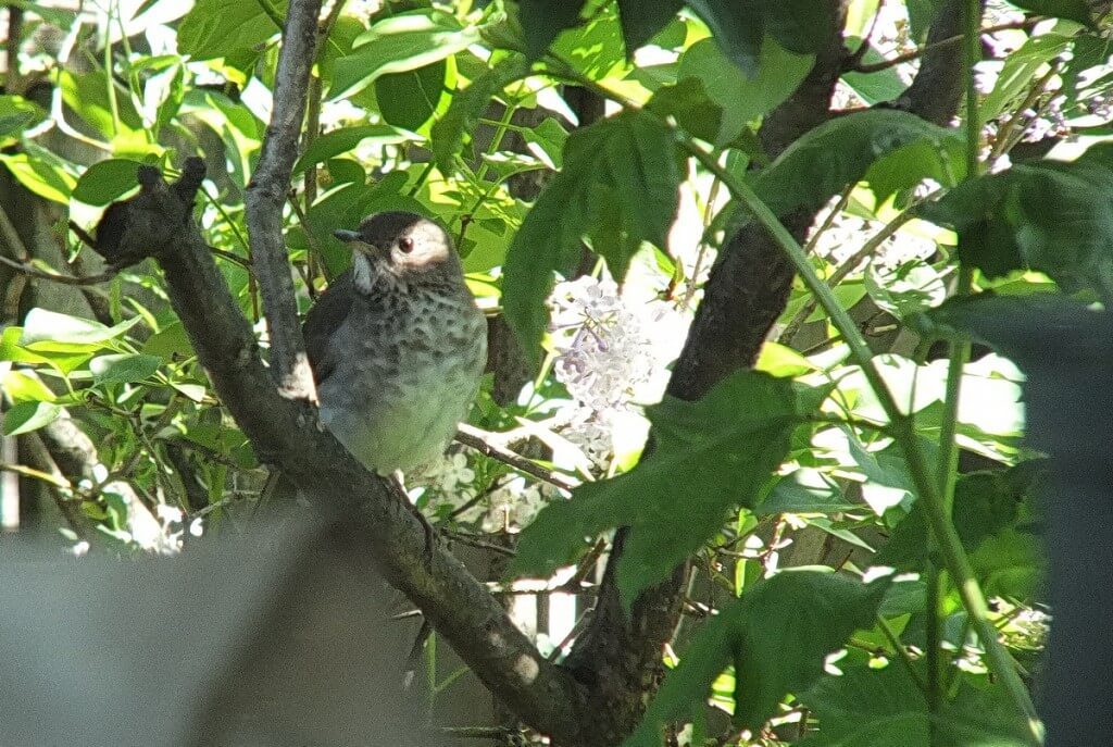 gray-cheeked thrush, toronto, ontario, canada