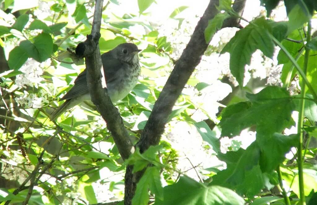 gray-cheeked thrush, toronto, ontario, canada