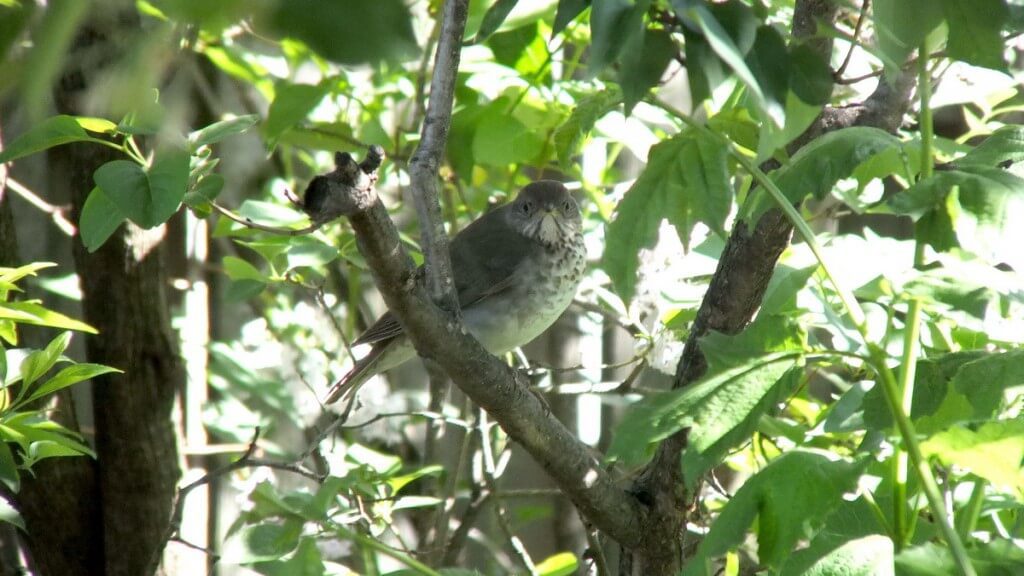 gray-cheeked thrush, toronto, ontario, canada