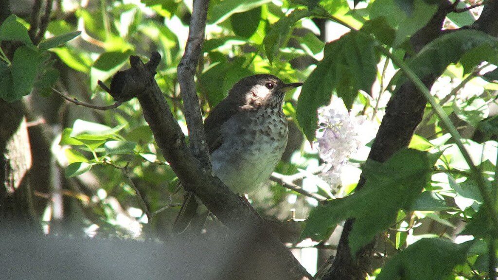 gray-cheeked thrush, toronto, ontario, canada