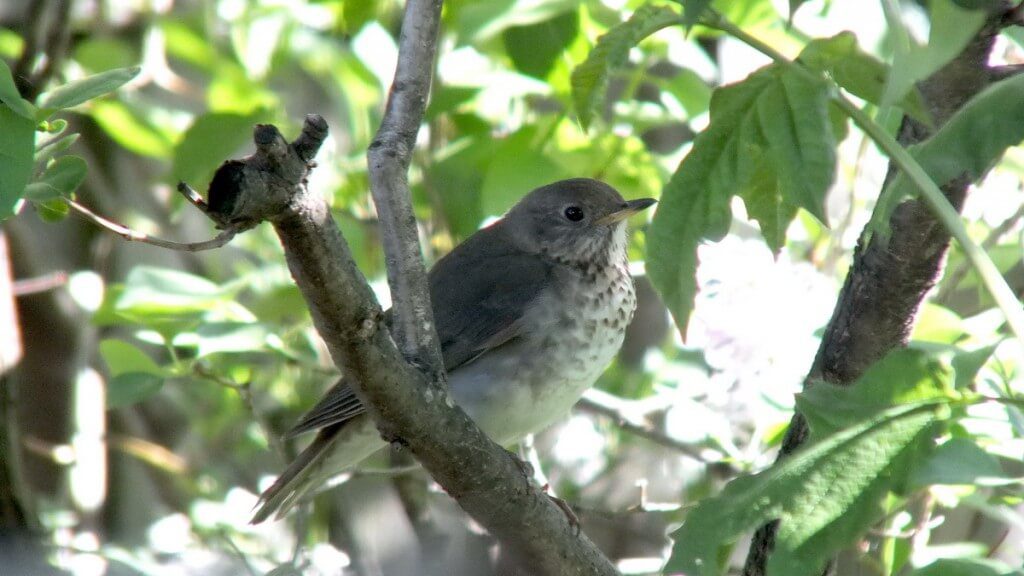 gray-cheeked thrush, toronto, ontario, canada