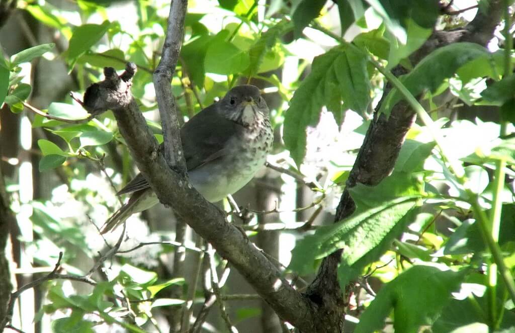 gray-cheeked thrush, toronto, ontario, canada