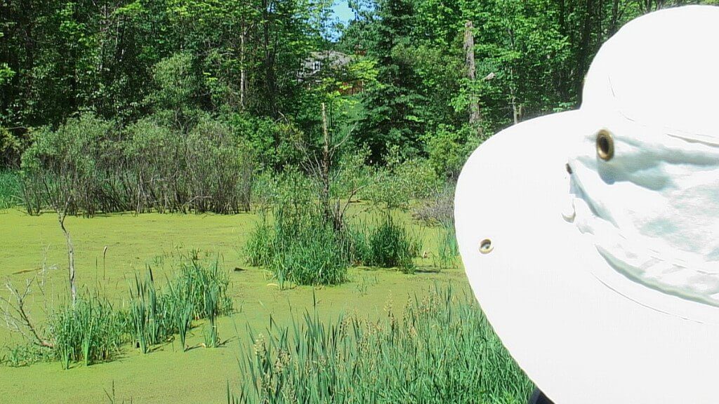 jean looks for painted turtles - near forks of the credit - ontario