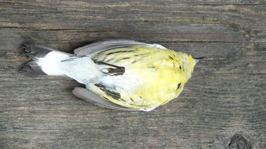 magnolia warbler - female - view of breast after hitting window - oxtongue lake - ontario