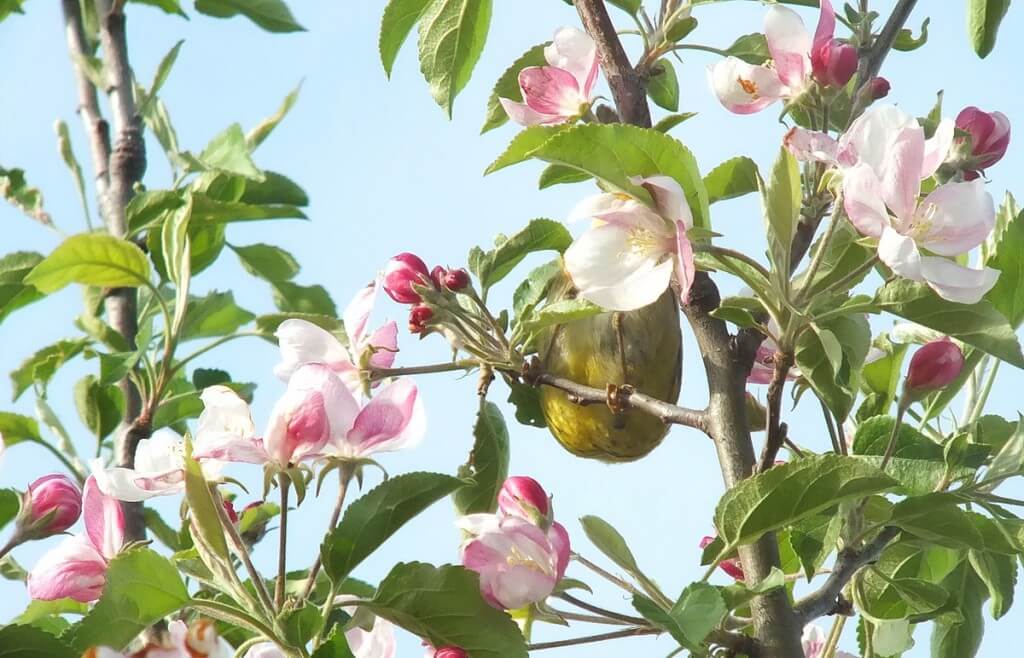 nashville warbler - feet and feathers in pink flowers - toronto - ontario