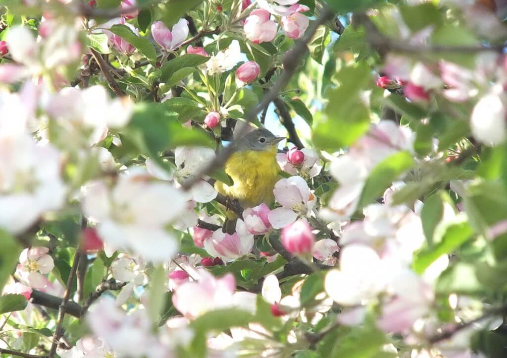 nashville warbler - hidden in apple blossoms - toronto - ontario