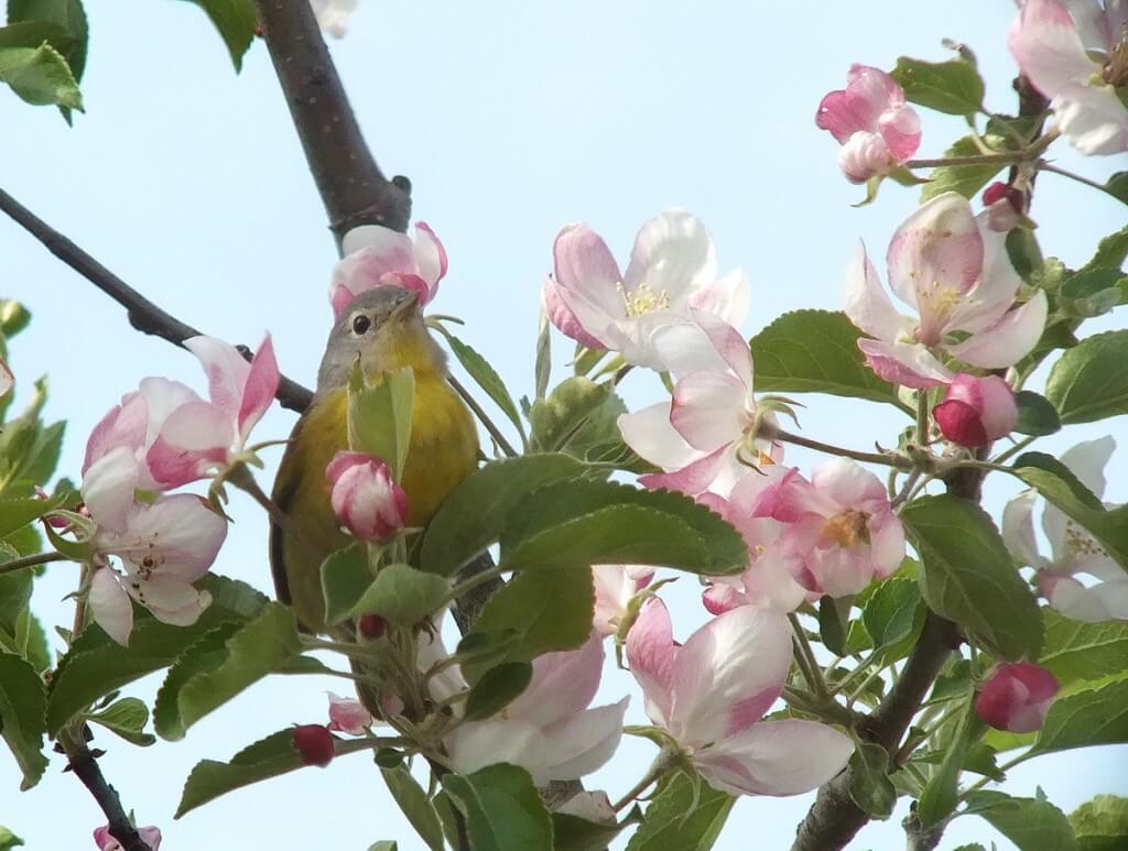 nashville warbler - looks ahead in tree - toronto - ontario