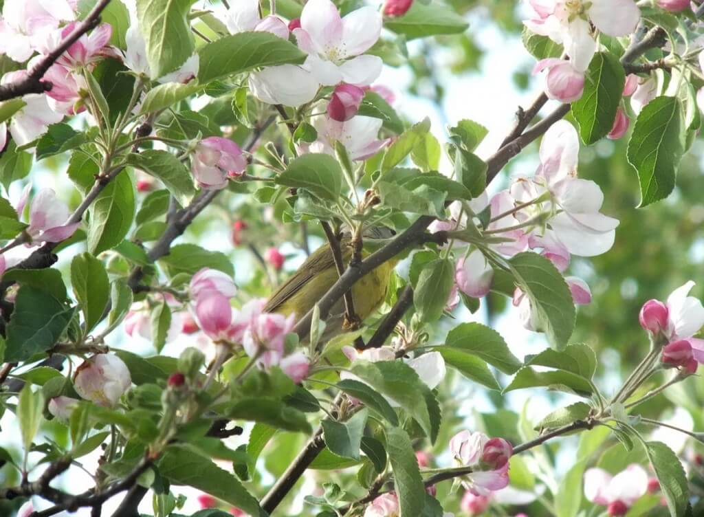 nashville warbler - lost in apple blossoms - toronto - ontario