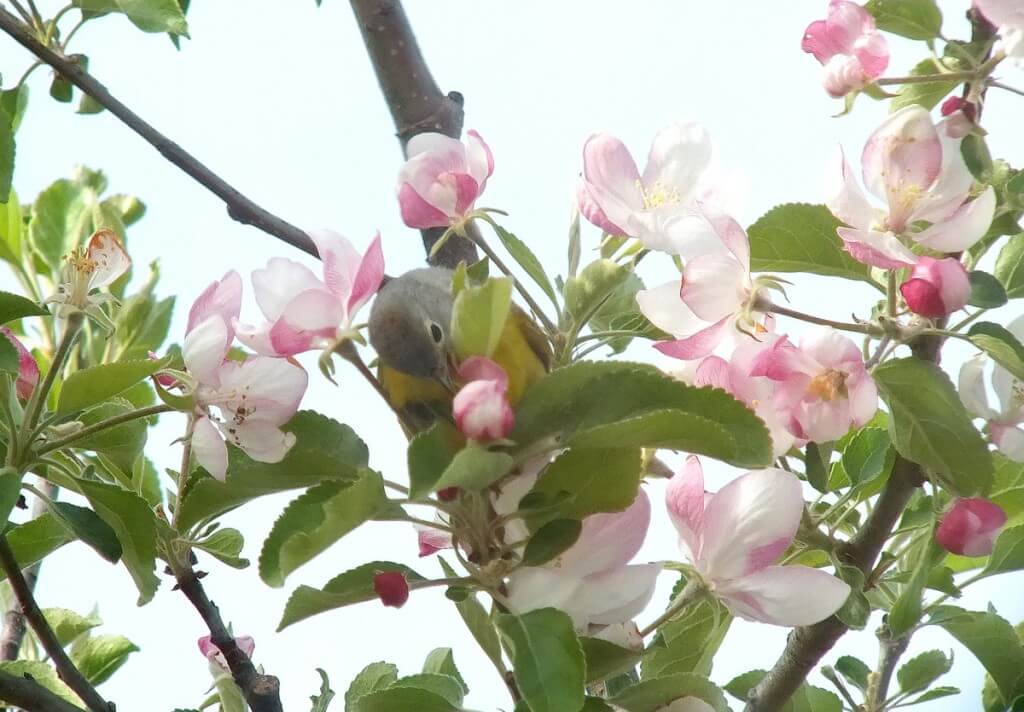 nashville warbler - picks at pink apple blossom with tongue - toronto - ontario
