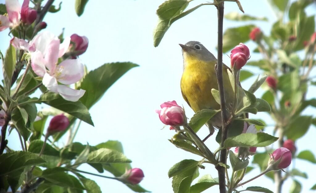 nashville warbler - stands tall among pink apple blossom with tongue - toronto - ontario