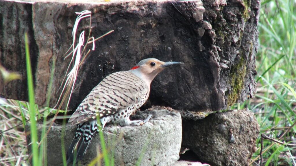 northern flicker - gives me a look - oxtongue lake - ontario