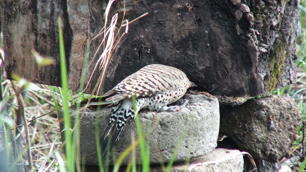northern flicker - hunts for grubs on stump - oxtongue lake - ontario