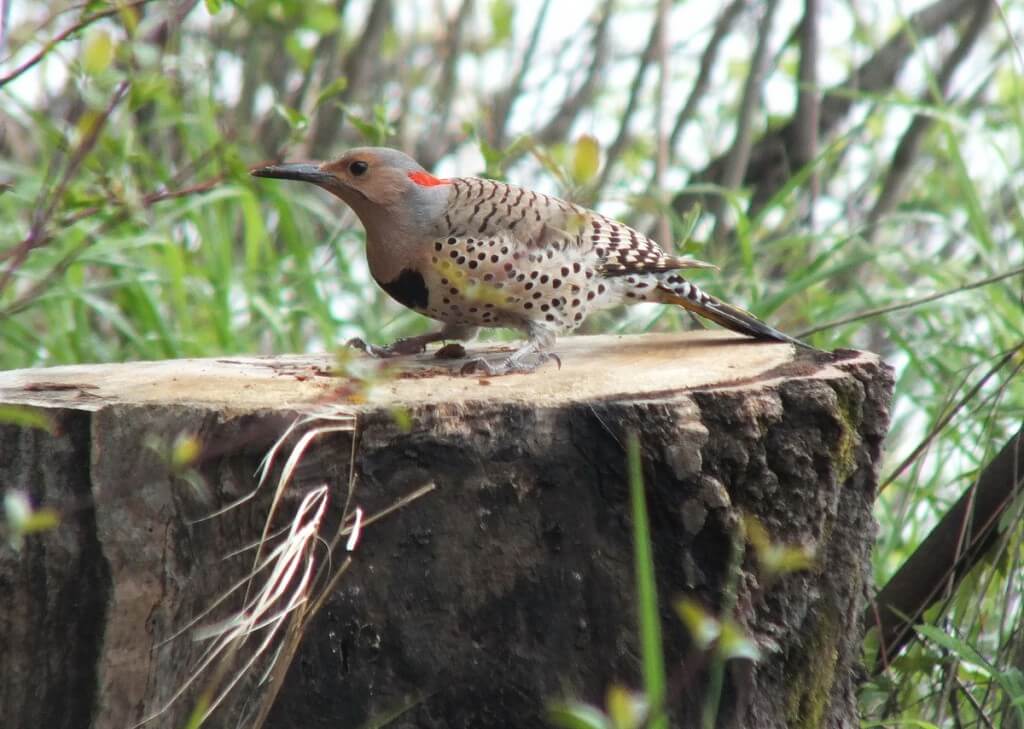 northern flicker - sits atop tree stump - oxtongue lake - ontario