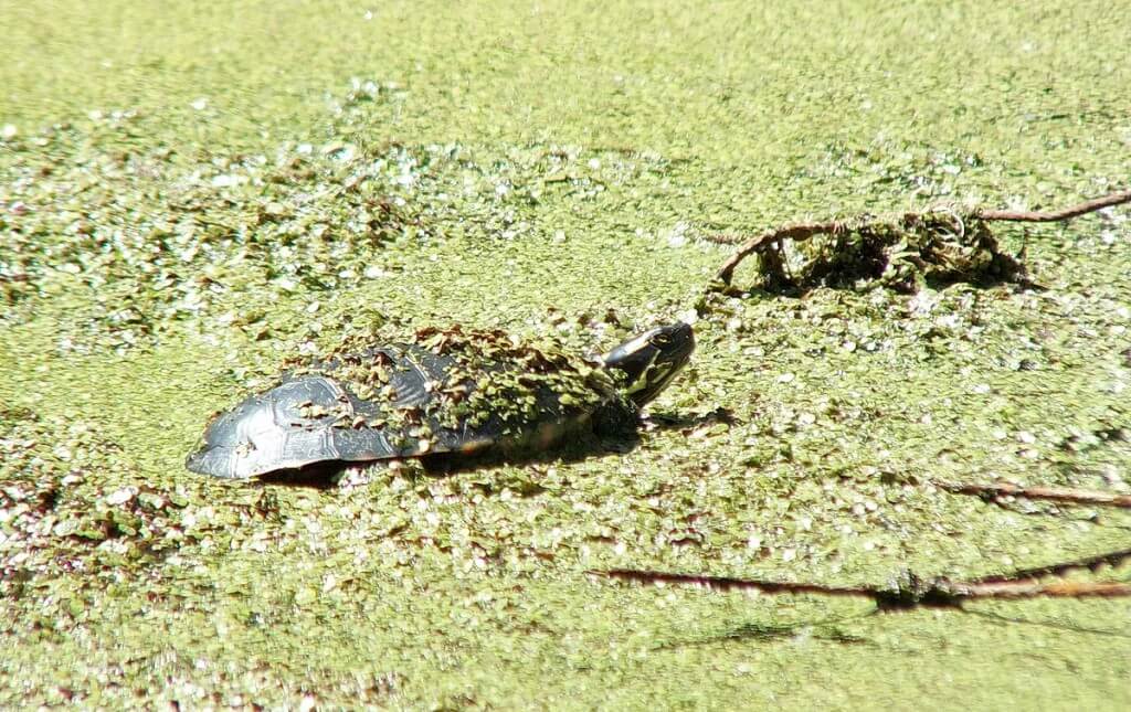 painted turtle - in pond - near forks of the credit - ontario