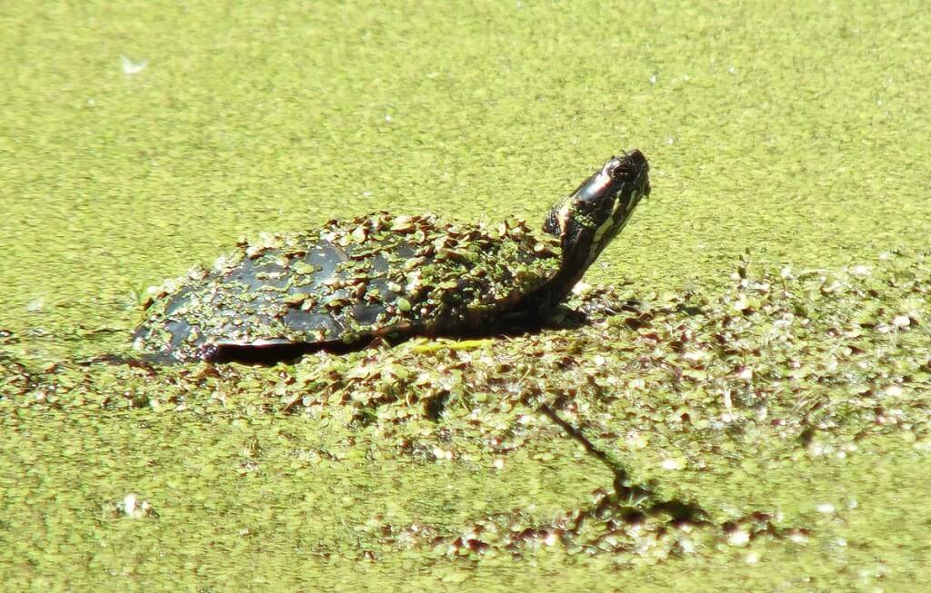 painted turtle - looks up from pond - near forks of the credit - ontario