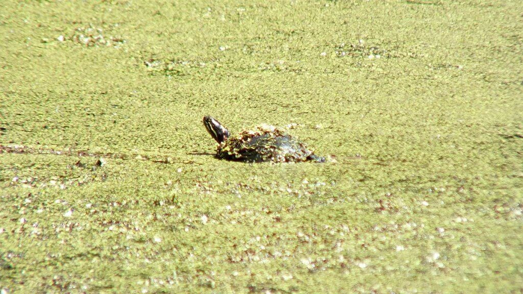 painted turtle - sits in green slime in pond - near forks of the credit - ontario